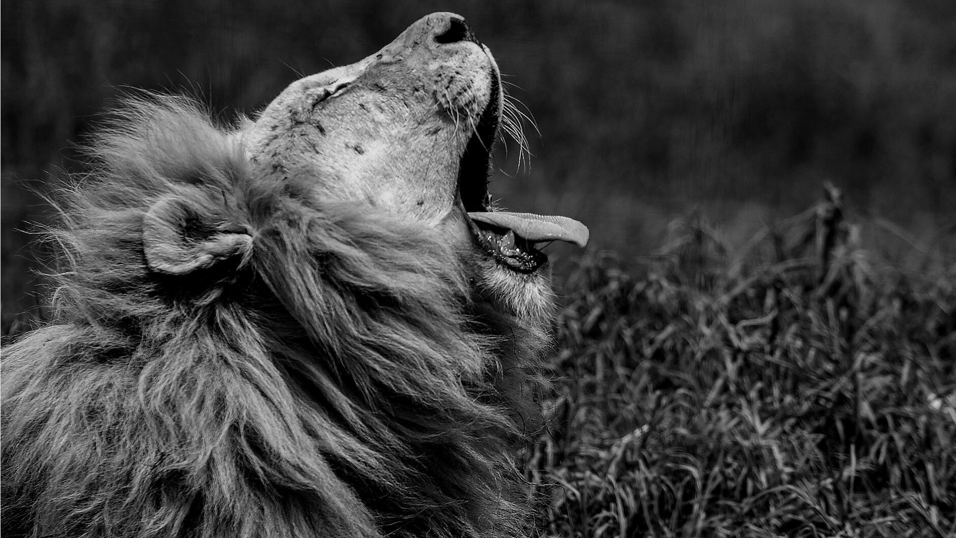 monochrome photo of yawning lion